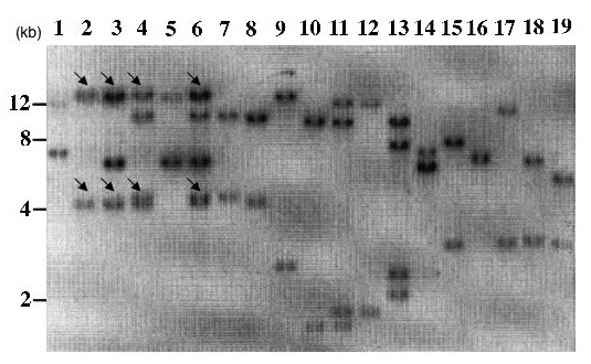 川上研究室ー共立出版 蛋白質核酸酵素 Vol.45 2000ー
