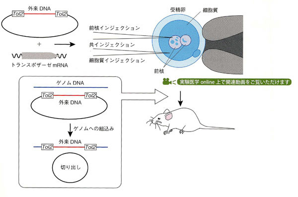 川上研究室ー羊土社 実験医学 Vol.28 2010ー